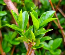 Ligustrum ovalifolium blad zomer