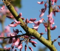 Cercis Canadensis