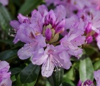 Rhododendron ponticum - Wilde rhododendron - 7
