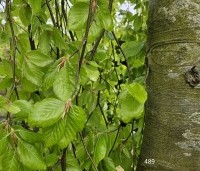 Fagus sylvatica 'Pendula' - Groene Treurbeuk - 2
