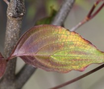 Cornus kousa Chinensis