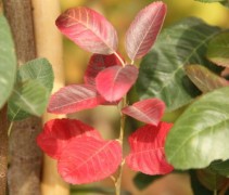 Herfstkleuren Amelanchier 'Rainbow Pillar'