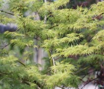 Japanse esdoorn 'Emerald Lace'