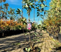 Magnolia Starburst