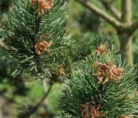 Pinus nigra 'Oregon Green' - Oostenrijkse den 'Oregon Green' - 1