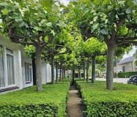 Platanus hispanica - Plataan - 1
