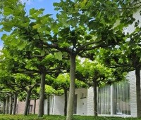 Platanus hispanica - Plataan - 2