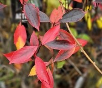 Aronia melanocarpa 'Hugin' - Appelbes  'Hugin' - 1