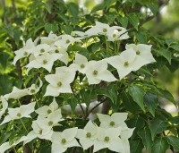 Cornus kousa 'Milky Way' - Japanse grootbloemige Kornoelje - 8