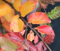 Lagerstroemia 'Natchez' - Indische sering 'Natchez' - herfst