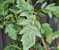 Sorbus intermedia 'Brouwers' - Zweedse Lijsterbes - 1