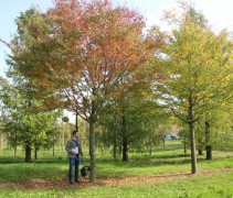 Zelkova serrata