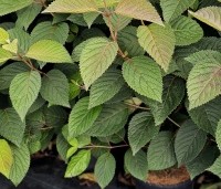 Viburnum plicatum 'Grandiflorum' - Japanse Sneeuwbal 'Grandiflorum' - 2