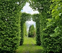 Carpinus betulus - Haagbeuk - 1
