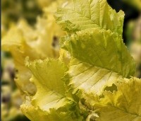 Ulmus hollandica 'Wredei' - Goudiep - 4