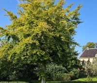 Fagus sylvatica 'Zlatia' - Beuk 'Zlatia' - 6