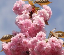 Prunus serrulata 'Kanzan'