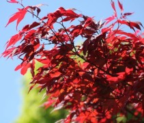 Acer palmatum 'Red Flash'