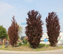 Fagus Dawyck 'Purple'