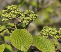 Viburnum plicatum 'Popcorn' - Japanse Sneeuwbal 'Popcorn' - 1