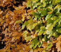 Fagus sylvatica - Groene beuk - 3