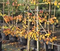 Pyrus com. 'Beurre Hardy' - Pyrus com. 'Beurre Hardy' - 2