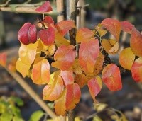 Pyrus com. 'Beurre Hardy' - Pyrus com. 'Beurre Hardy' - 1