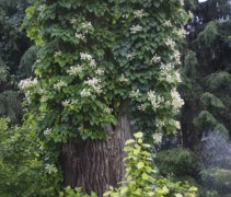 Schizophragma schijnhortensia