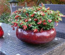 Vaccinium Miss Cherry  vossebes