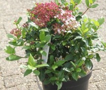 Viburnum tinus Gwenllian C5