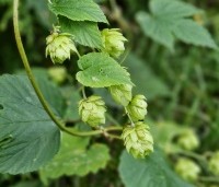 Humulus lupulus 'Nordbrau' - Hopplant voor bierbrouwers - 2