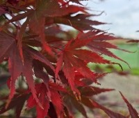 Acer palmatum 'Masu-kagami' - Japanse Esdoorn 'Masu-kagami' - 2