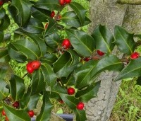 Ilex aquipernyi 'Dragon Lady' - Hulst 'Dragon Lady' - 2