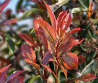 Photinia fraseri 'Pink Marble' - Bonte glansmispel - 1