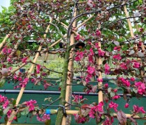 Malus toringo 'Scarlet'