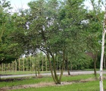 Styrax Japonicus