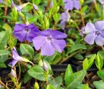 Vinca Minor