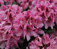 Rhododendron 'Cosmopolitan' - Rododendron 'Cosmopolitan' - volle bloei laatste fase