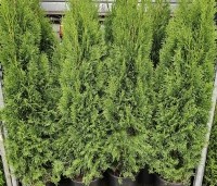 Thuja occidentalis 'Smaragd' - Westerse Levensboom 'Smaragd' - 140-160 cm C12 zware kwaliteit