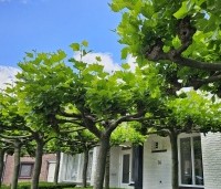 Platanus hispanica - Plataan - 7