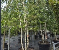 Betula pendula - Ruwe berk - 1