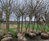 Malus dom. 'Schone van Boskoop' - Malus dom. 'Schone van Boskoop' - 2
