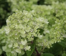 Hydrangea little lime