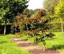 Verschillende maten en vormen van de Rode Beuk, tuinbonsai