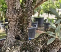 Olea europea - Olijfboom - 4