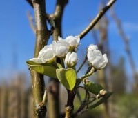 Pyrus com. 'Williams' - Pyrus com. 'Williams' - 1