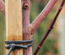 Acer cappadocicum 'Rubrum' spil aan stok