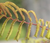 Albizia Chocolat