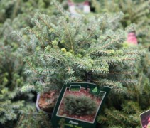 Picea omorika Karel