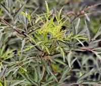 Sambucus nigra 'Black Lace' - Gewone vlier 'Black Lace' - 2